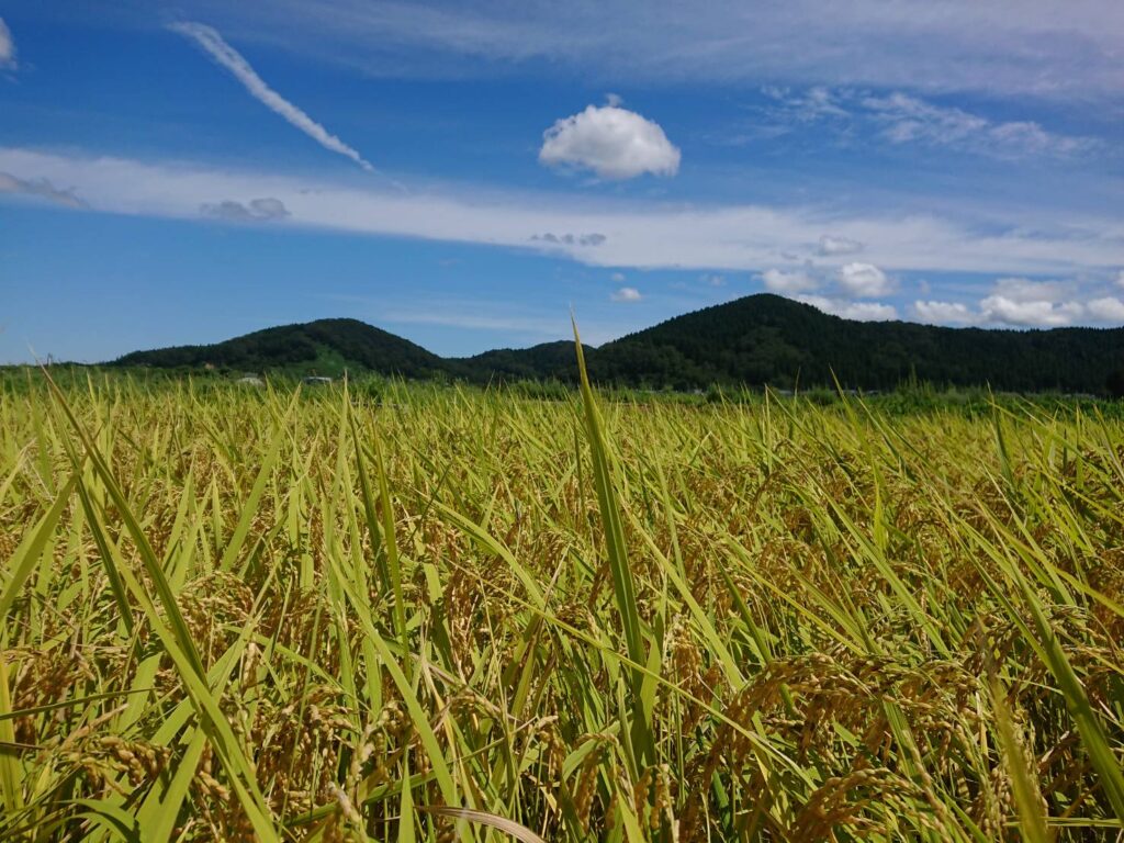 実りの秋を迎えています 株式会社コロナアグリ